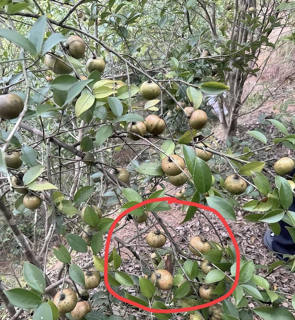 南方人都是骗人？几个朋友从北方来广西旅游，因为时间关系除了在南宁请他们吃一餐饭，