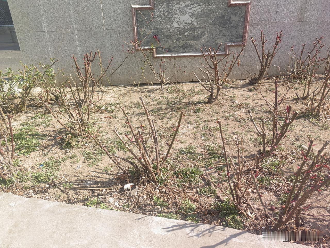 早上在店里择洗完菜，我回家去🚾。路过一个店门口，听到一老太太和一老爷子聊天