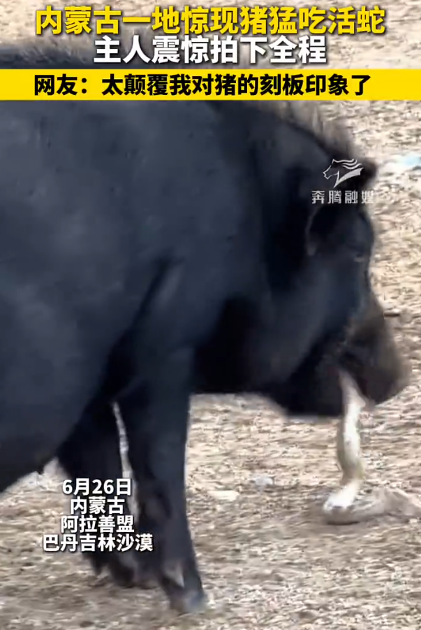 “彻底颠覆了对猪的固有认知！”内蒙古一女子突然发现自己家的猪在咬什么东西，起初还