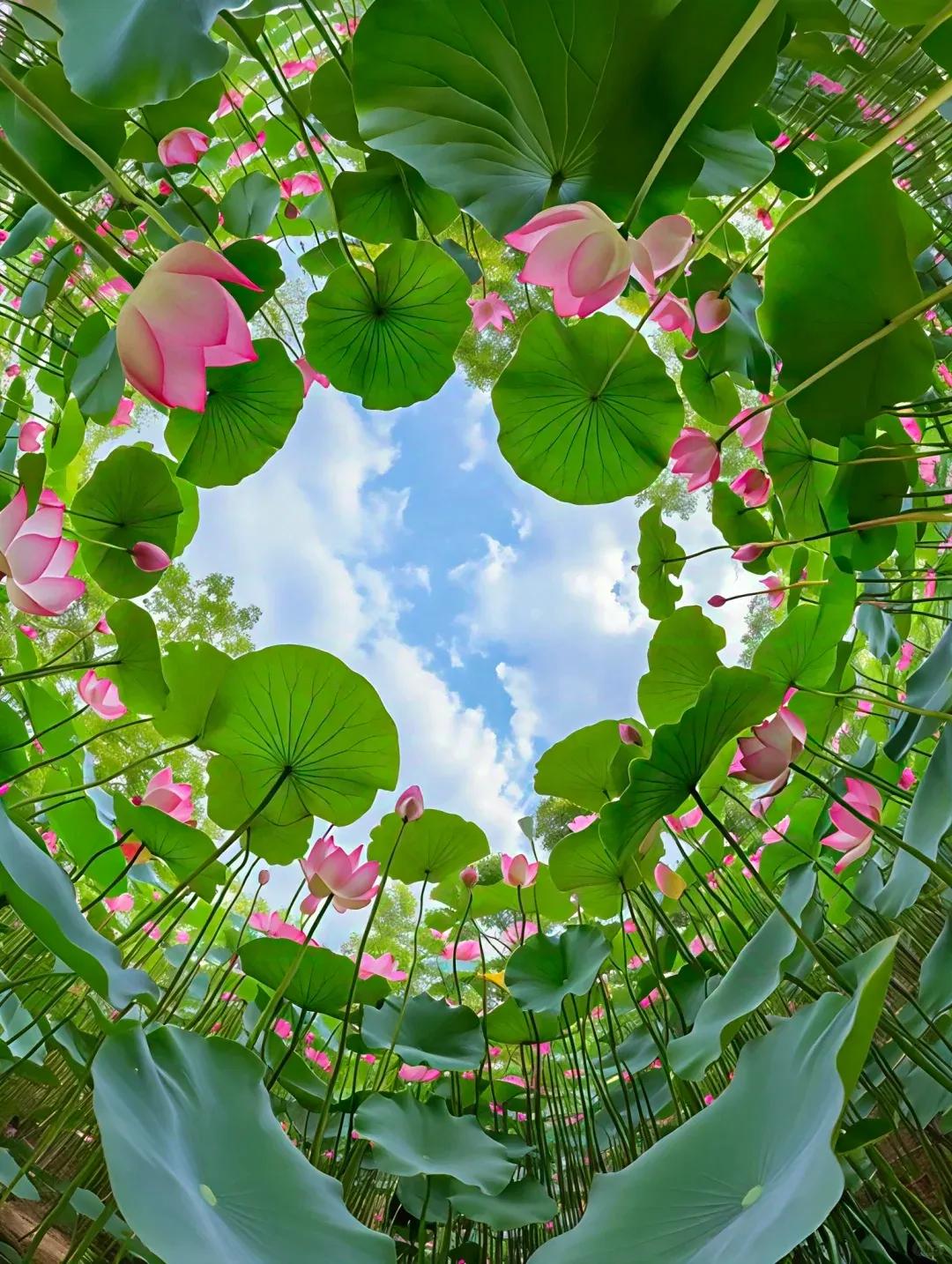 炎炎夏季，您到哪里去避暑：第一，荷花池边赏荷花，第二，西瓜地里吃西瓜，第三