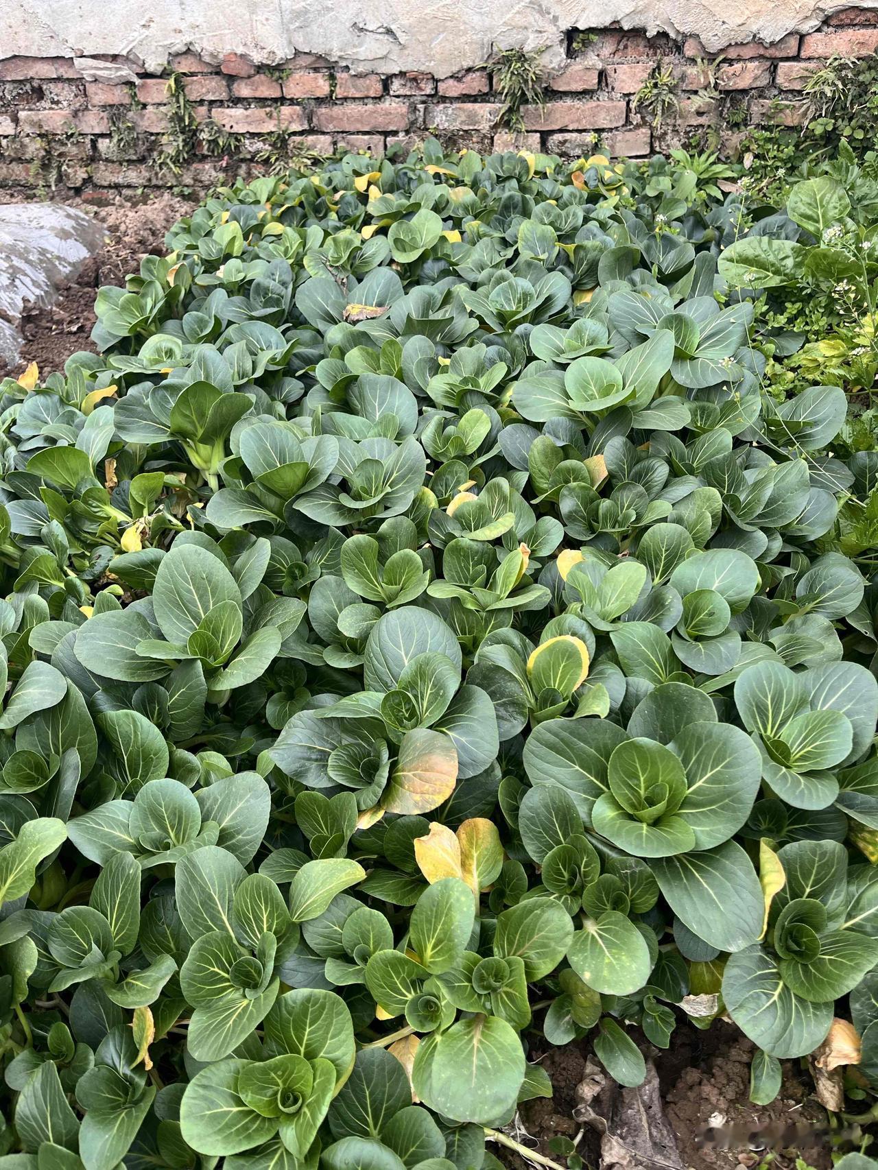 自家种的小青菜，健康美味又放心看着院子里这片绿油油的小青菜，心里别提多舒坦了