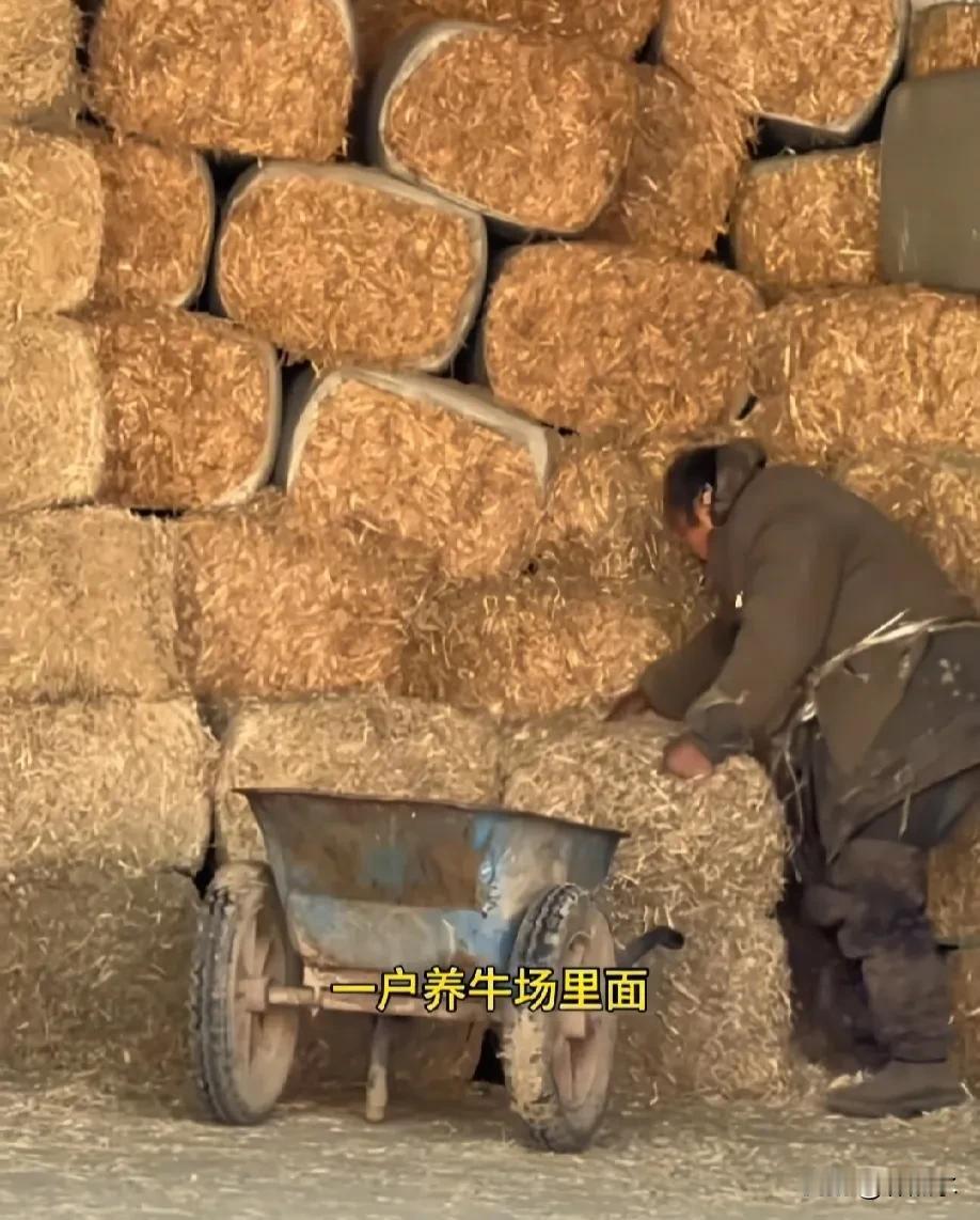 这是谁家的老公，谁的爸爸或是亲人？视频这位老汉目前在山西运城一家养牛场干活，被