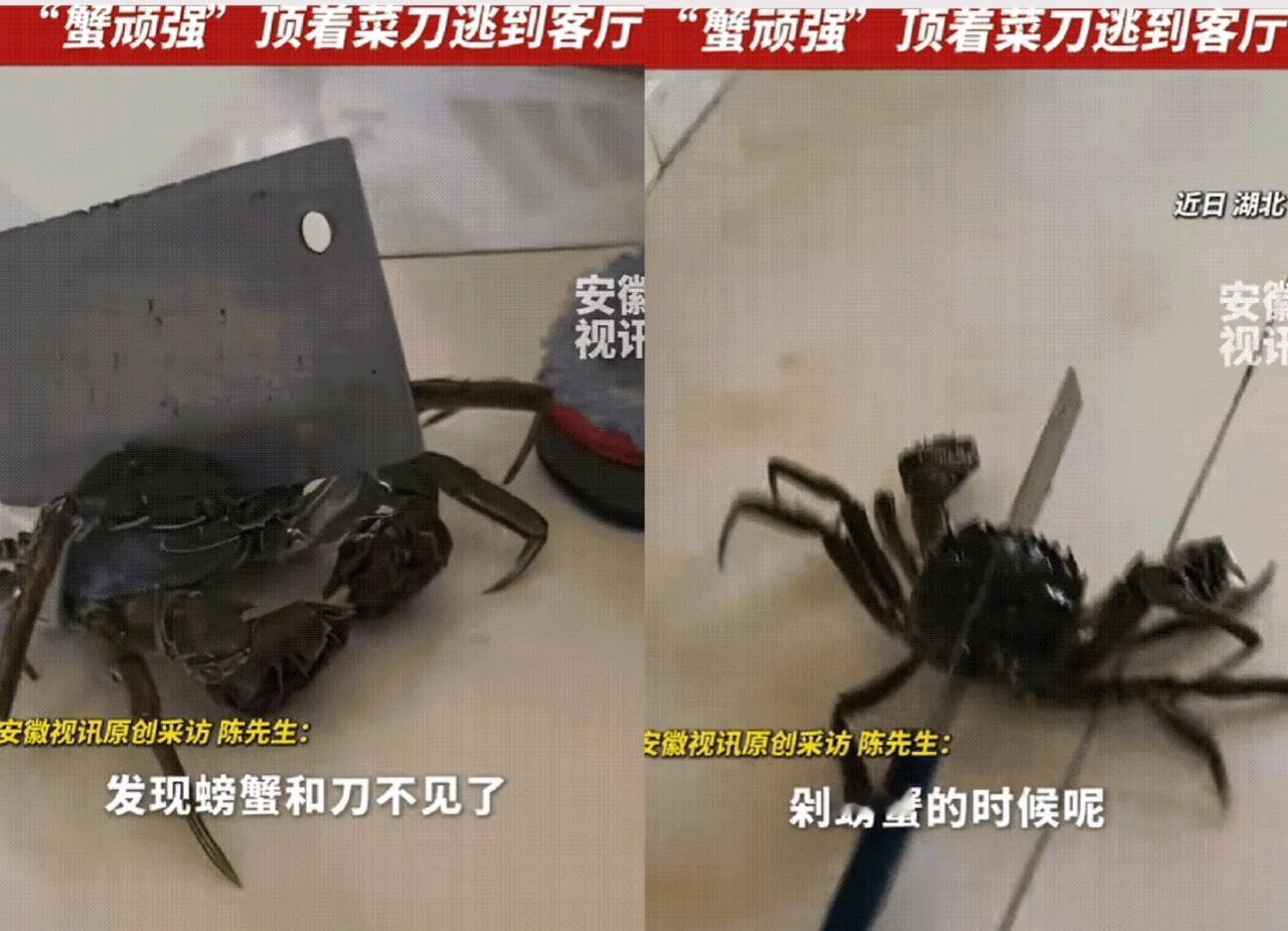 你信万物有灵吗？湖北这只螃蟹可太绝了男子买蟹正剁呢，手机响就去接电话，两分
