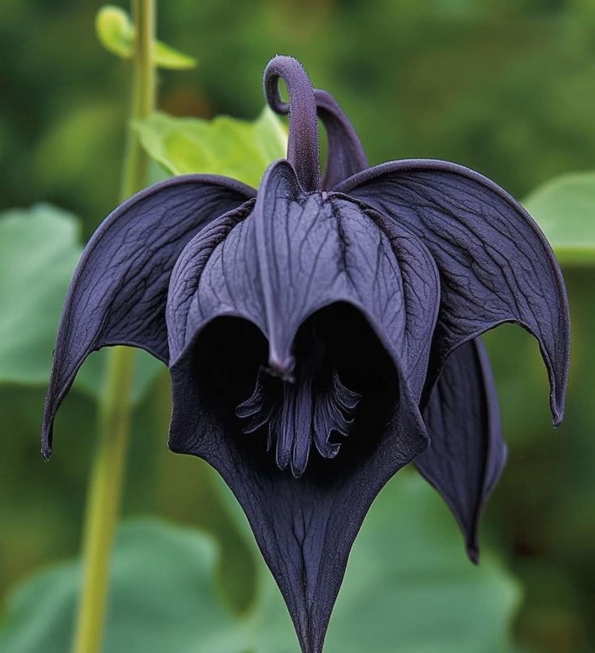 蝙蝠花