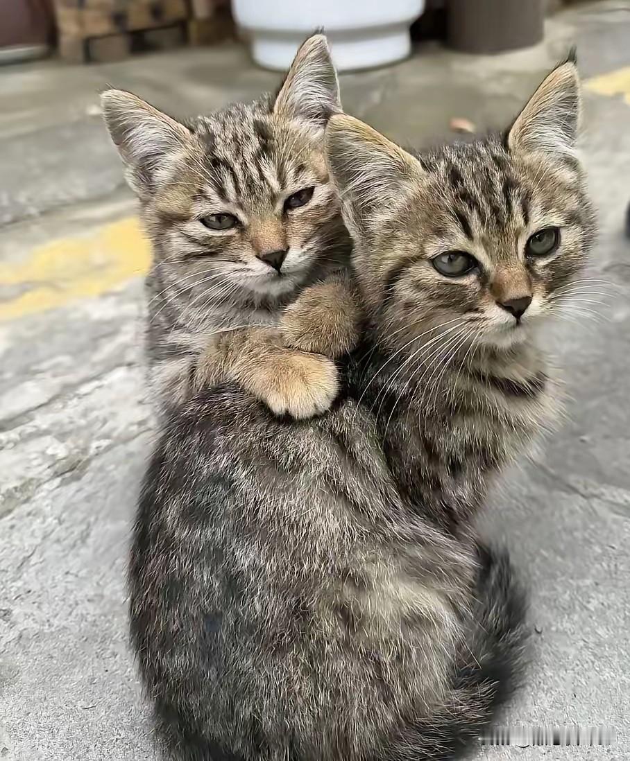 提车遇“碰瓷”！20万新车刚开出门，两只狸花猫直接窜上车不走了谁能想到提新