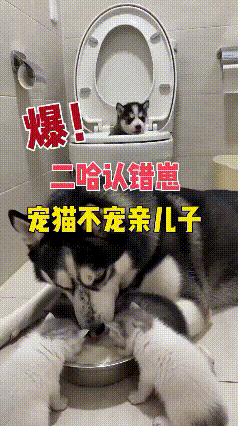 世间母爱千千万，唯独二哈最离谱！主人把四只小猫咪放在一起喝奶，软乎乎一团，