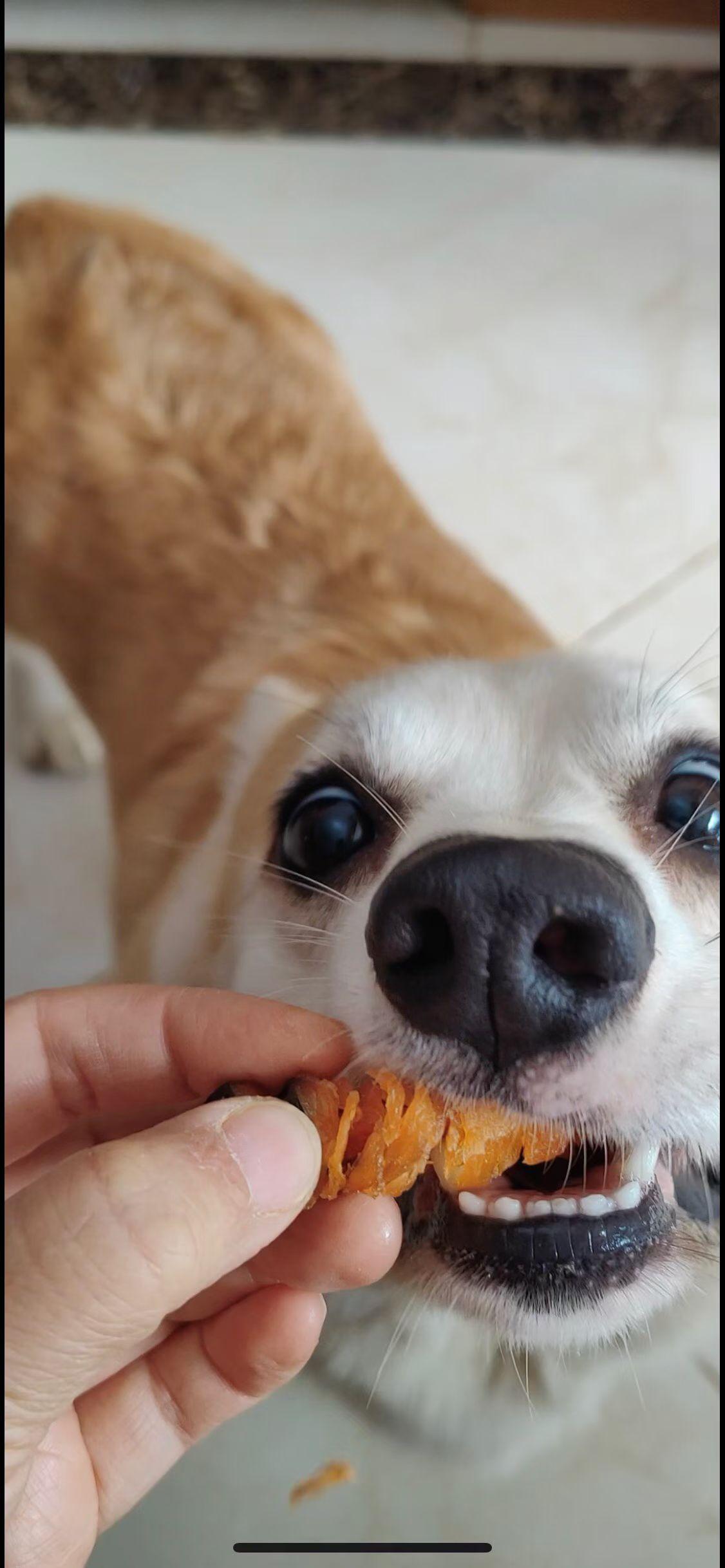 现在养猫的越来越多了，养狗的越来越少了吧，你们觉得呢？