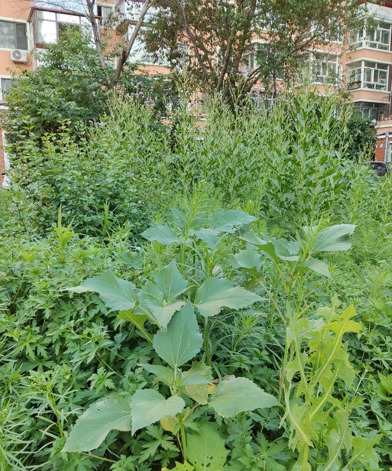 今天最高兴的事是老妈养老金的工资到账了，还有补发工资也到账了虽然仅仅只涨了48