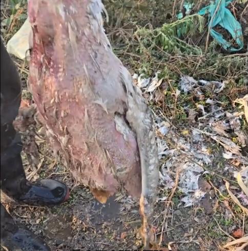 水里有大宝贝？河南信阳，曹先生中午去喂鹅时，惊讶发现自家18斤的大鹅突然不见了，