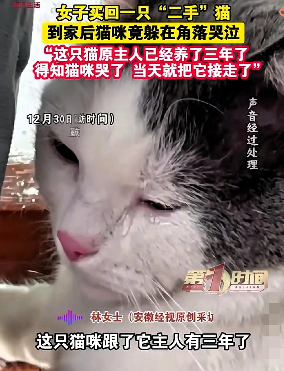 谁能想到，猫咪的眼泪竟能逆转一场“别离”！重庆林女士买的三岁“二手猫”，到新
