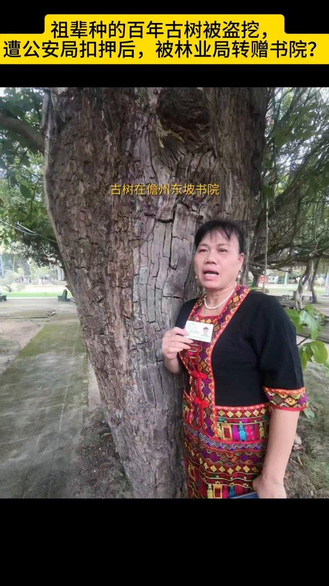 祖辈栽种的百年古树被盗挖报警，树木被警方扣押后，命运走向出乎所有人意料。海南