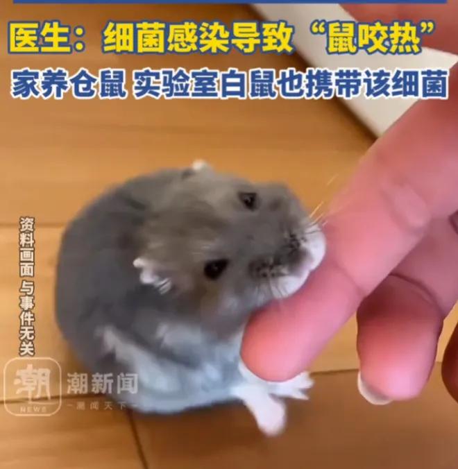 别让侥幸害了自己！被老鼠咬伤的正确处理，很多人都做错了深圳一男子被老鼠咬伤，