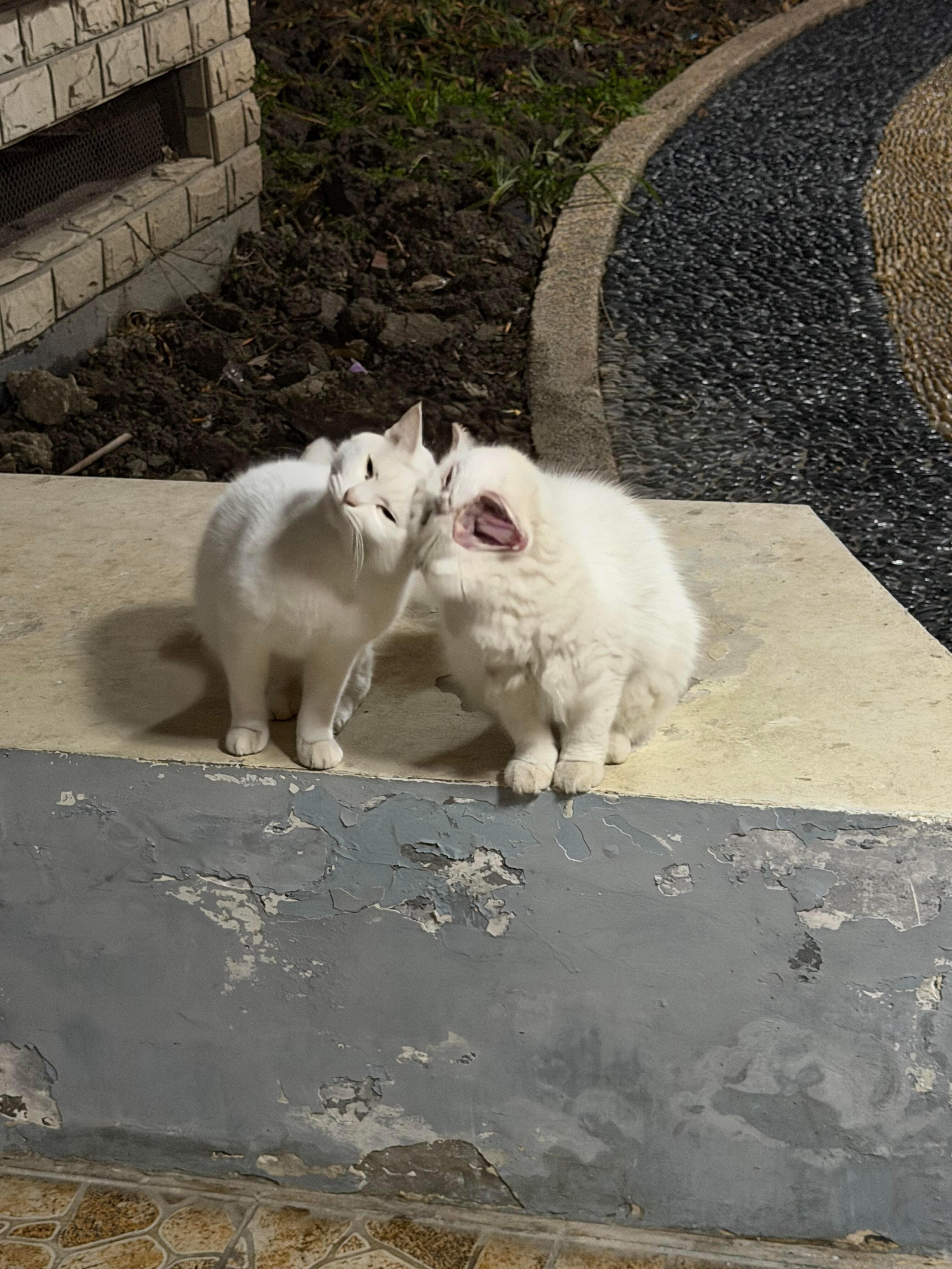 被两只头很痒的流浪猫拦路讨饭