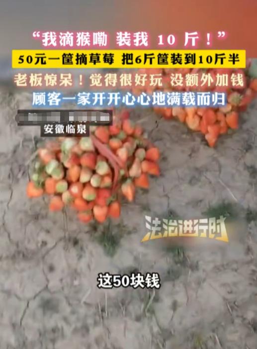 安徽临泉，一女子带着孩子们去摘草莓，老板说50元一篮子，万万没想到，女子竟在篮子