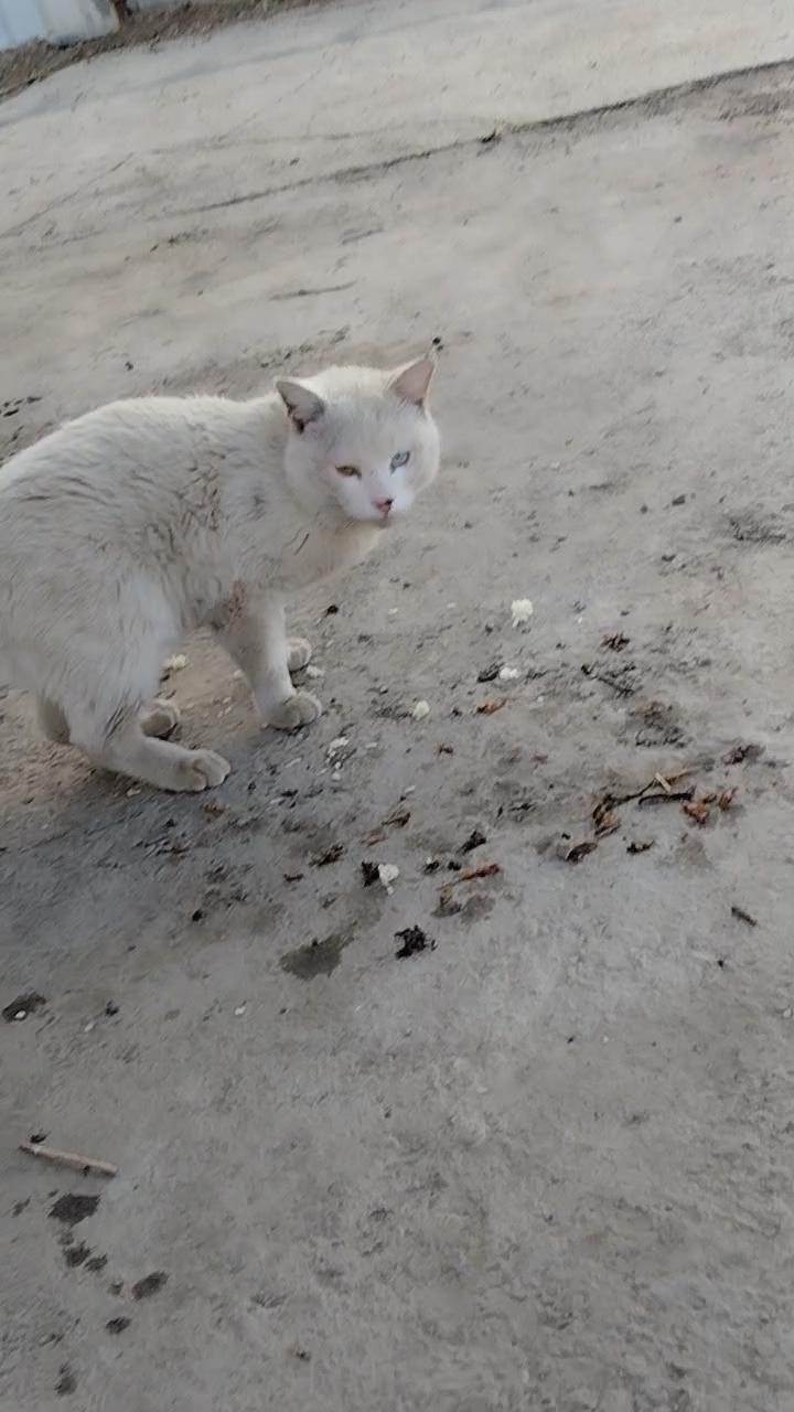 在都江堰景区二王庙曾惊现鸳鸯脸的白流浪猫，也就是异瞳白色中华田园猫。它一只眼睛蓝