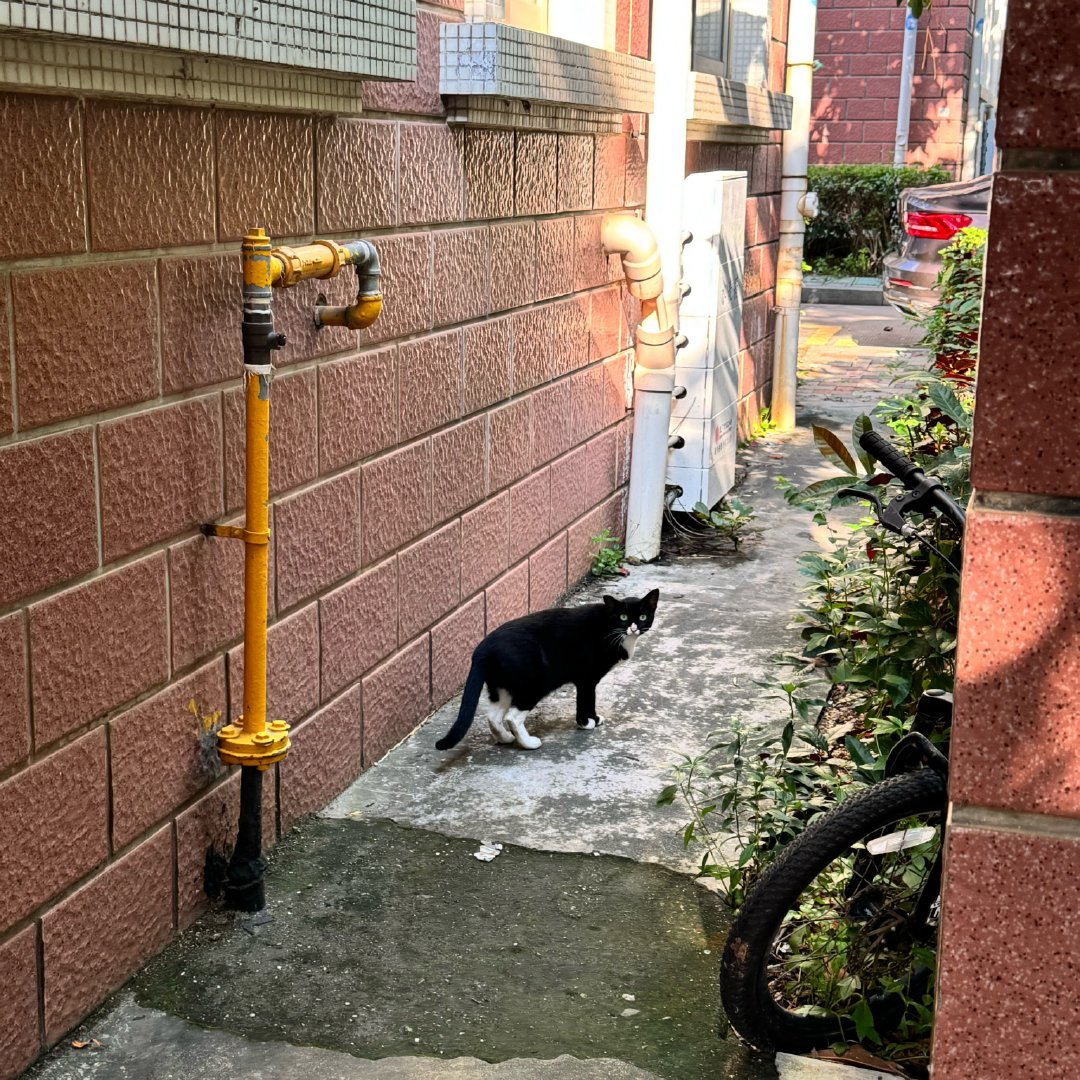 谁家的街猫​​​