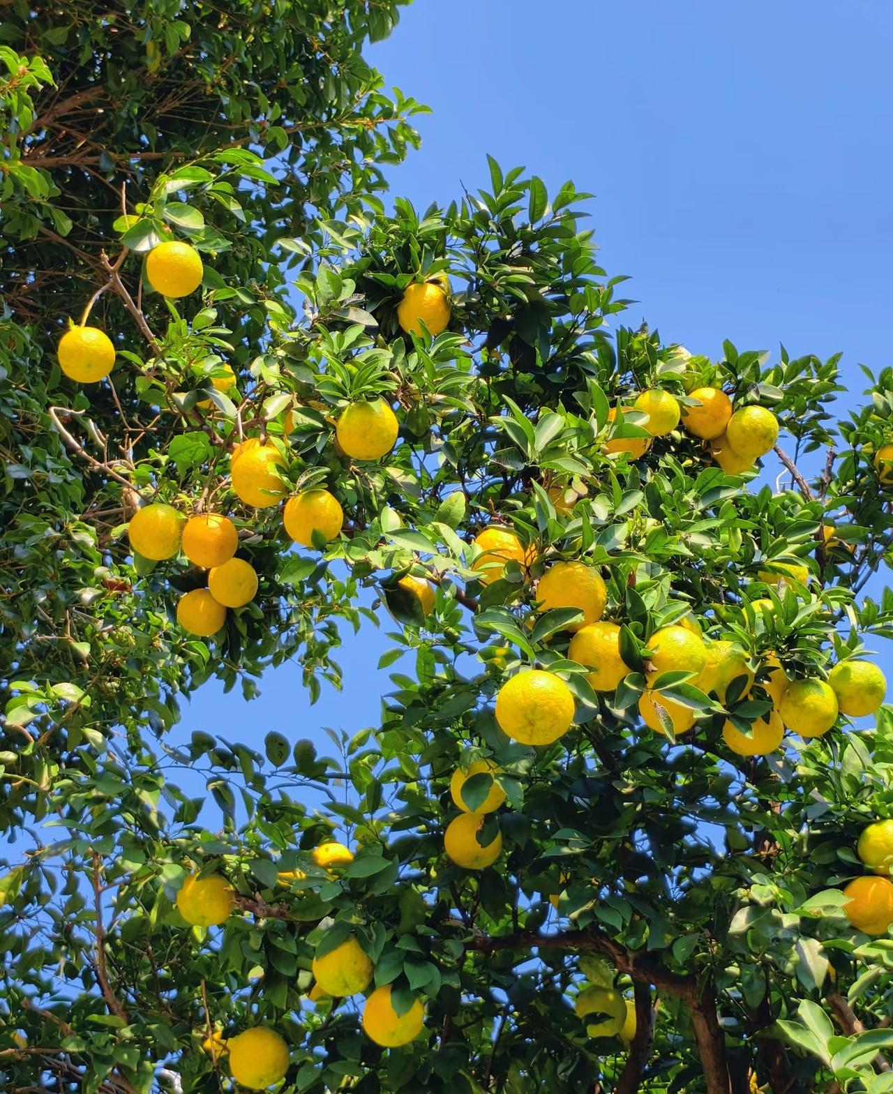 这是什么果子[？？？]首先肯定不是橘子或者橙子🍊尝了下味道又酸又苦和平