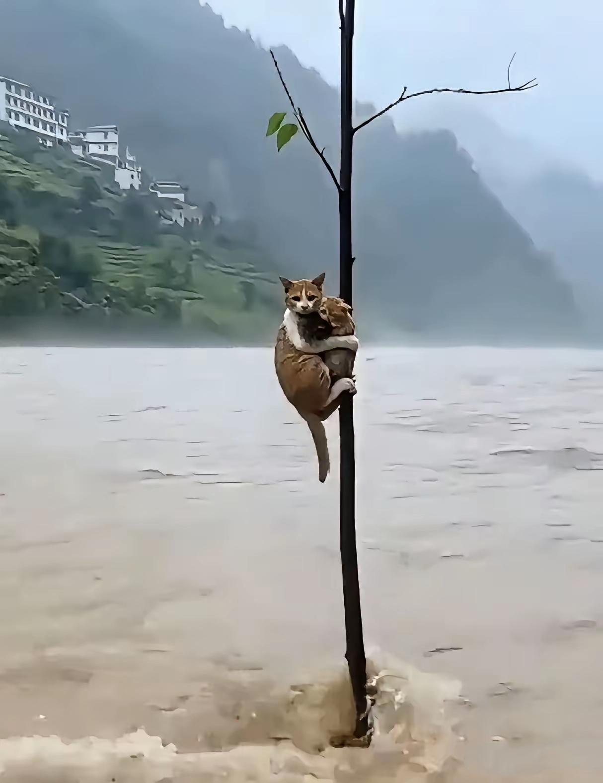 滔天洪水里面看着实在揪心，这只可怜的猫咪怀抱着幼崽，紧紧搂好孩子，拼尽全