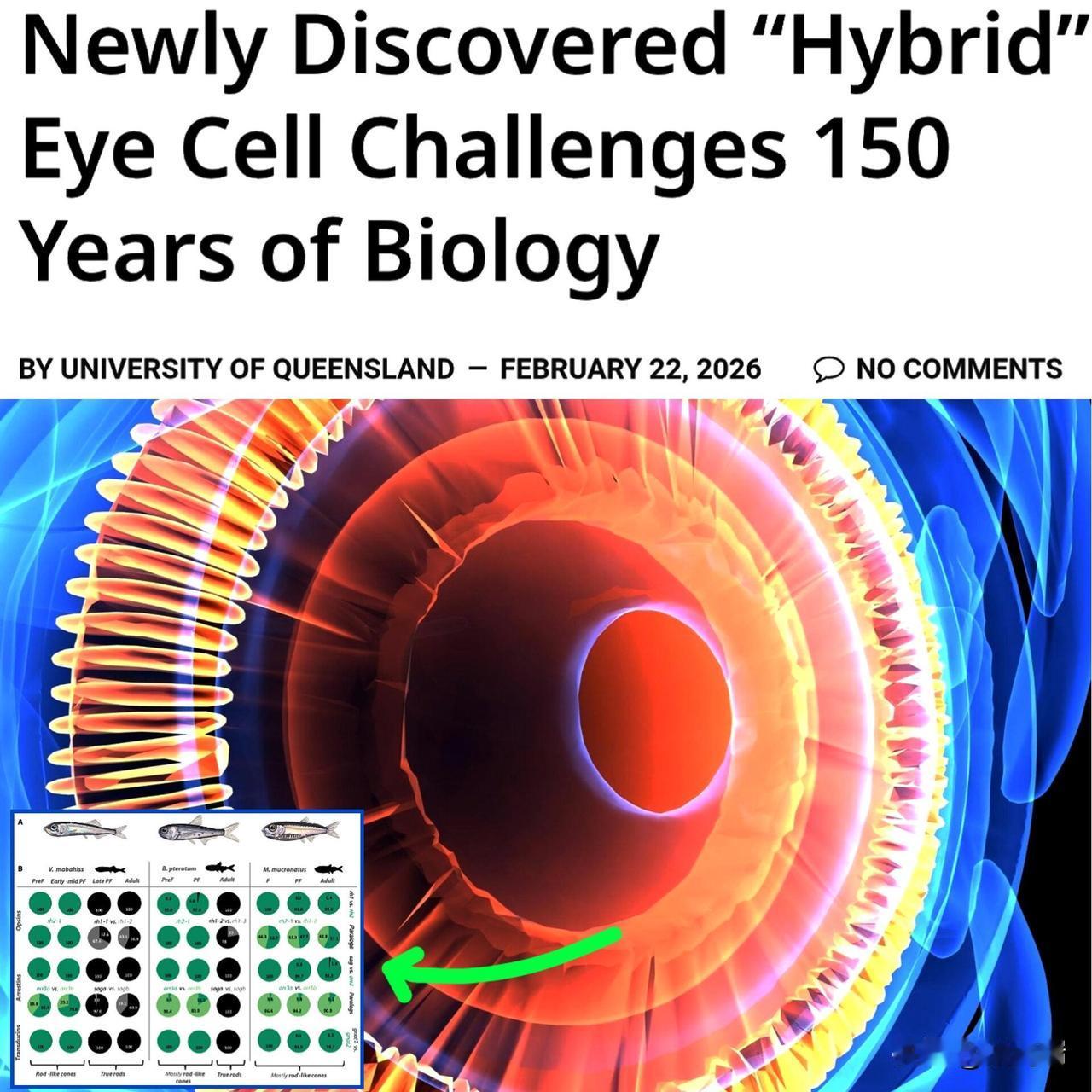 这是个重大发现：澳大利亚科学家发现了一种新的眼细胞，它可能彻底改变人类的夜视能力