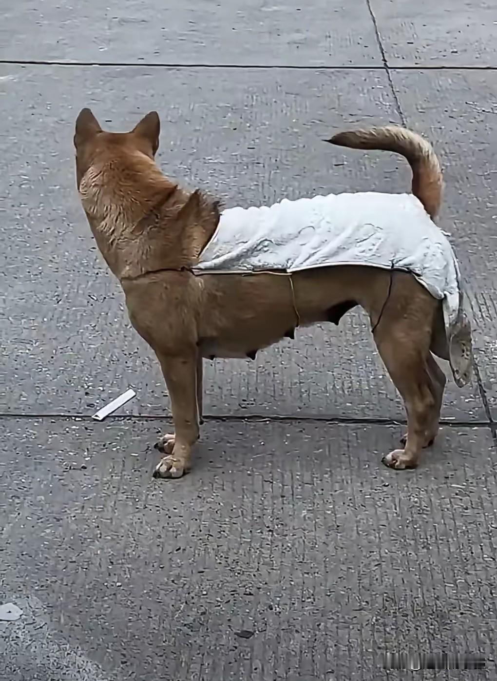 能想出这个方法的也是个人才。为了防止母狗怀孕，竟然做了一件衣服挡住。我真是开