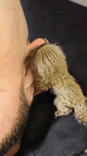 这是什么小动物?活了半辈子了,从来没有见过这样的小动物,毛茸茸的,猜测应该属于猴