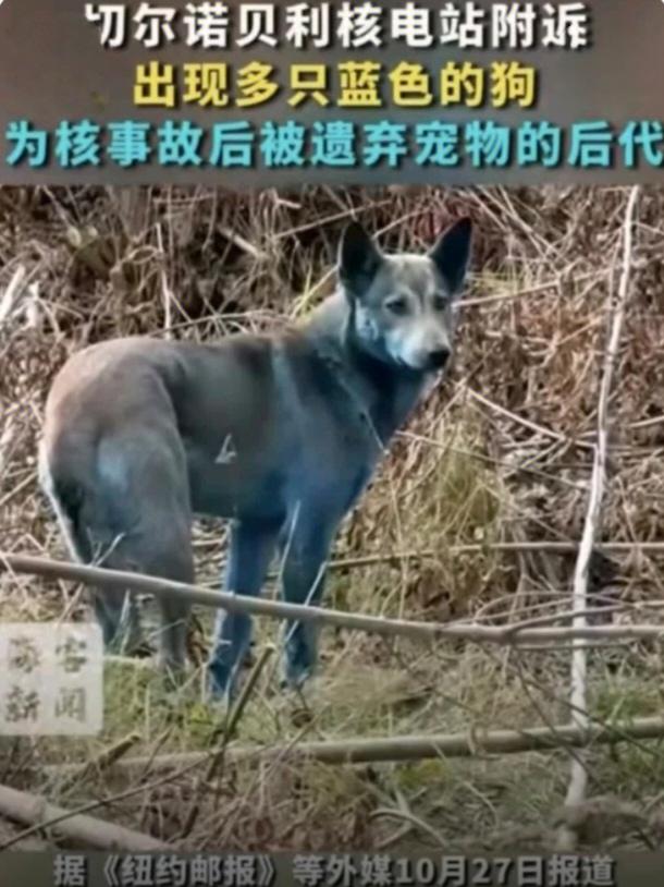 切尔诺贝利核禁区现蓝色狗,成因引猜测据海客新闻援引《纽约邮报》10月27日