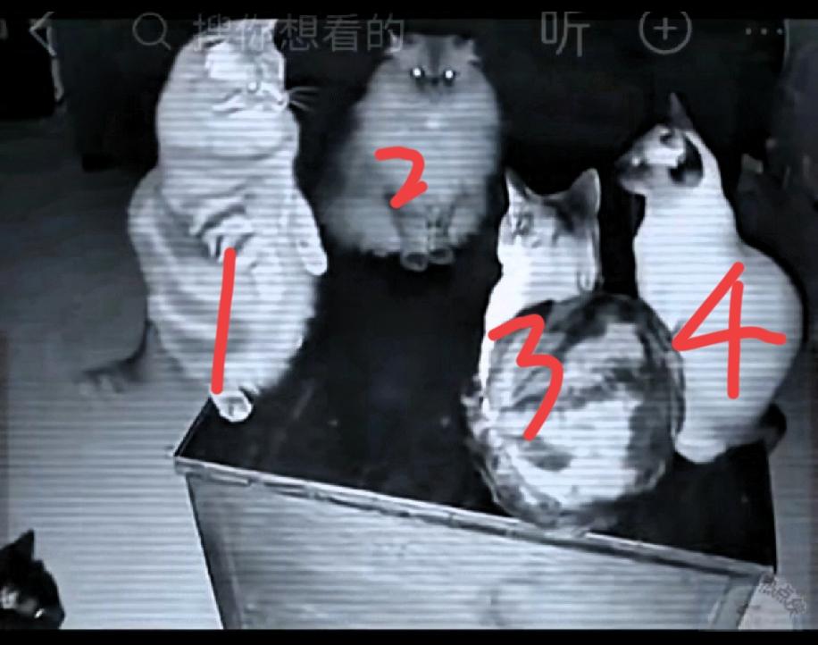 监控拍到神场面!四只流浪猫围圈“开大会”,带头的那只居然在“部署任务”?这