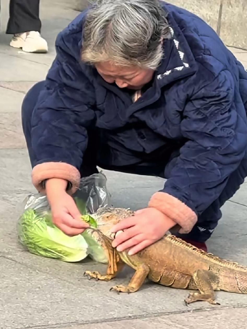 奶奶要是早出手，侏罗纪公园不能黄年轻人养爬宠：恒温箱，模拟雨林环境，网购