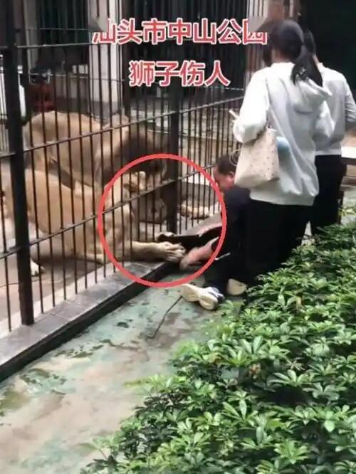 汕头动物园出事了。2月26号下午，中山公园动物园里，一个10岁的小女孩拿东西喂狮