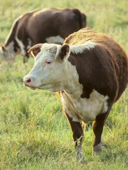 阿根廷为啥非得跑一万公里把牛肉便宜卖到中国？因为他们的牛肉根本卖不动。隔壁巴西牛