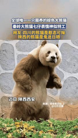 秦岭熊猫七仔火了！神似特工，网友笑疯了！近日，秦岭大熊猫研究中心的棕色大熊猫七仔