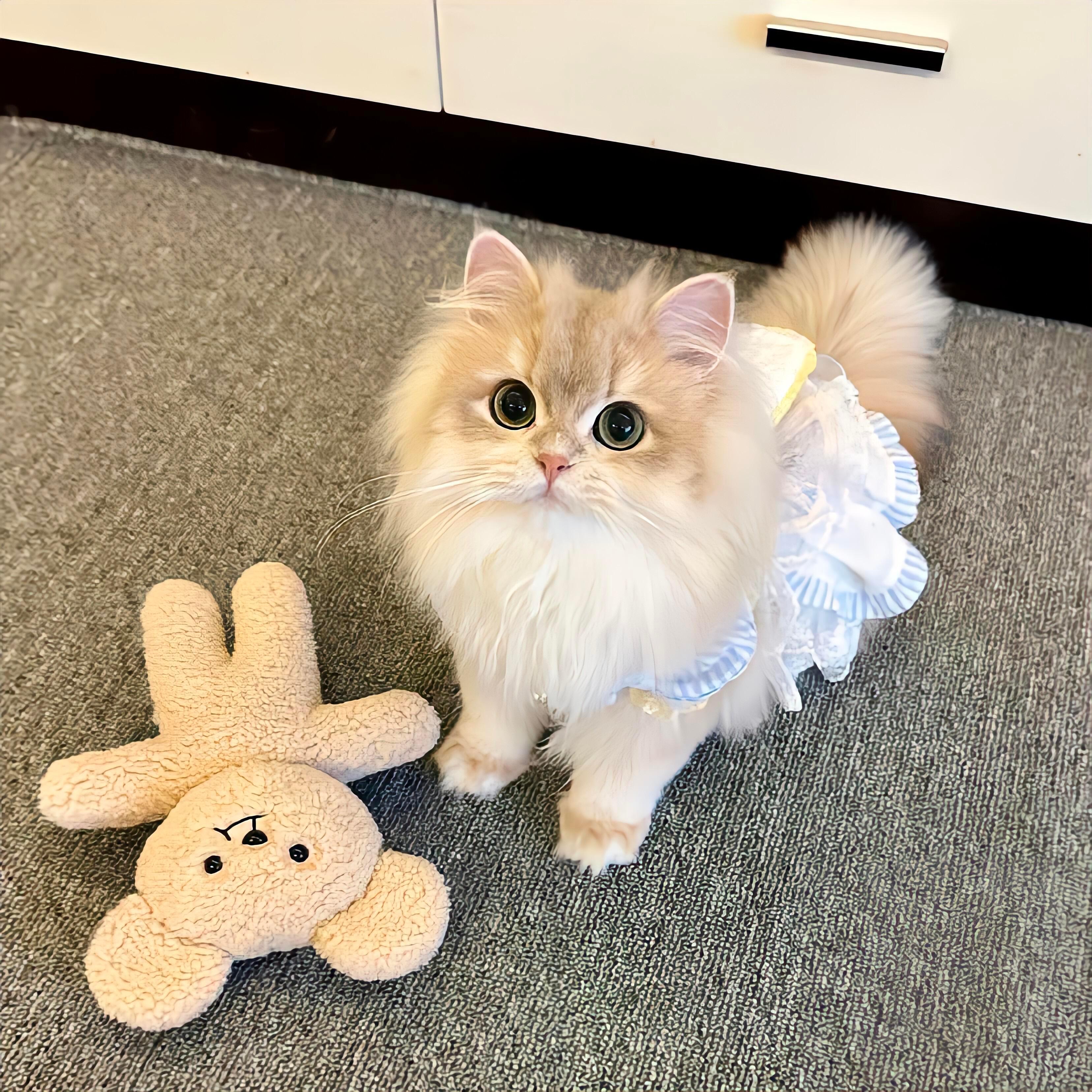 𝗪𝗲𝗖𝗵𝗮𝘁猫咪背景图｜可爱猫猫🐈ིྀ𓏽