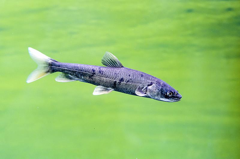 青海湖里有鱼吗？青海湖里自然生长着特有鱼种湟鱼，学名青海湖裸鲤，