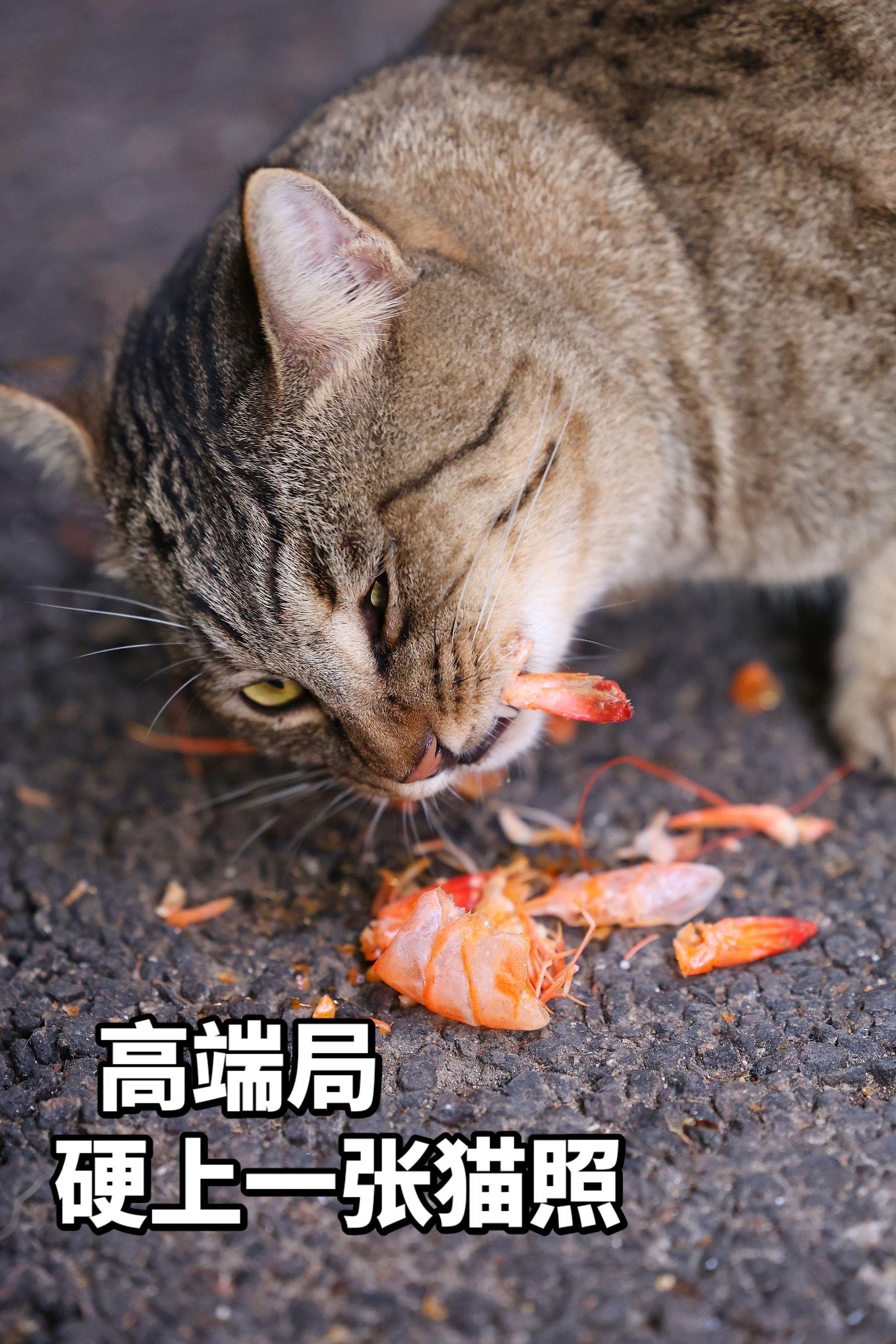 高端局，谁说没猫别硬上？就硬上一张猫照，是我刚在鼓浪屿遇到了软饭硬吃的猫咪！