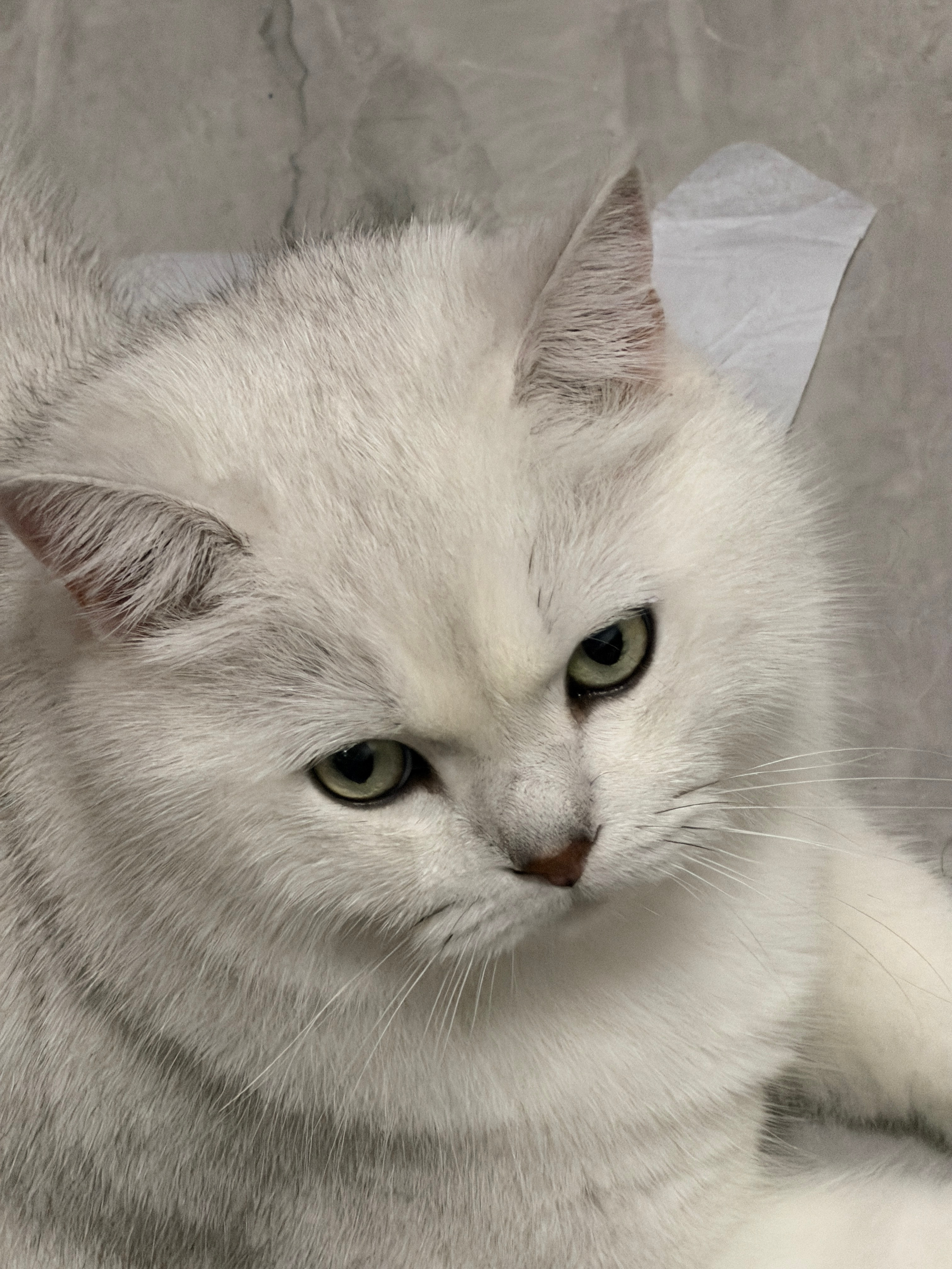 女子睡觉被15斤猫咪压致手腕骨折这就要掏出的饼饼了这么可爱的猫猫居然是个大卡车