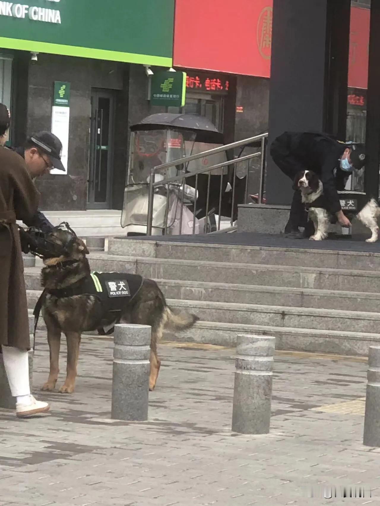 上班路上打工人常见，打工犬我今天头次见了！今天在西安市坐地铁的时候，李家村建