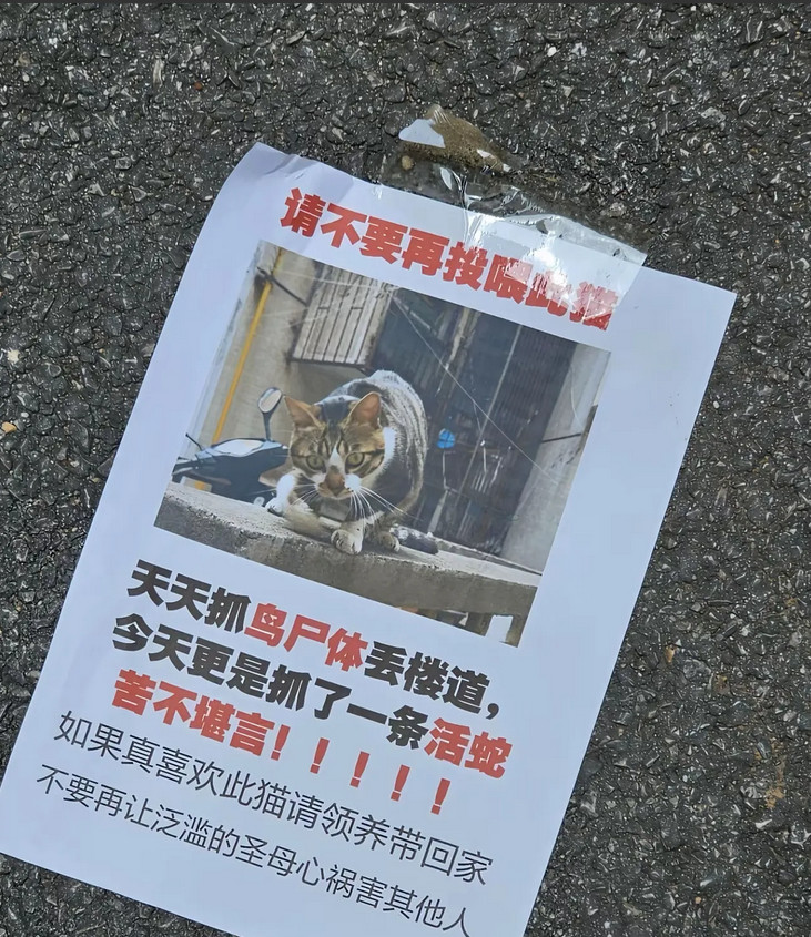 这猫已经被全小区通缉了，哈哈哈