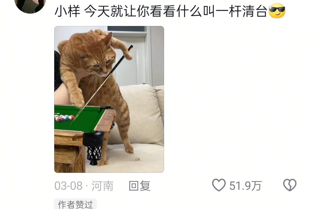 被网友玩坏了的猫猫救命，这届网友怎么这么有才！​​​