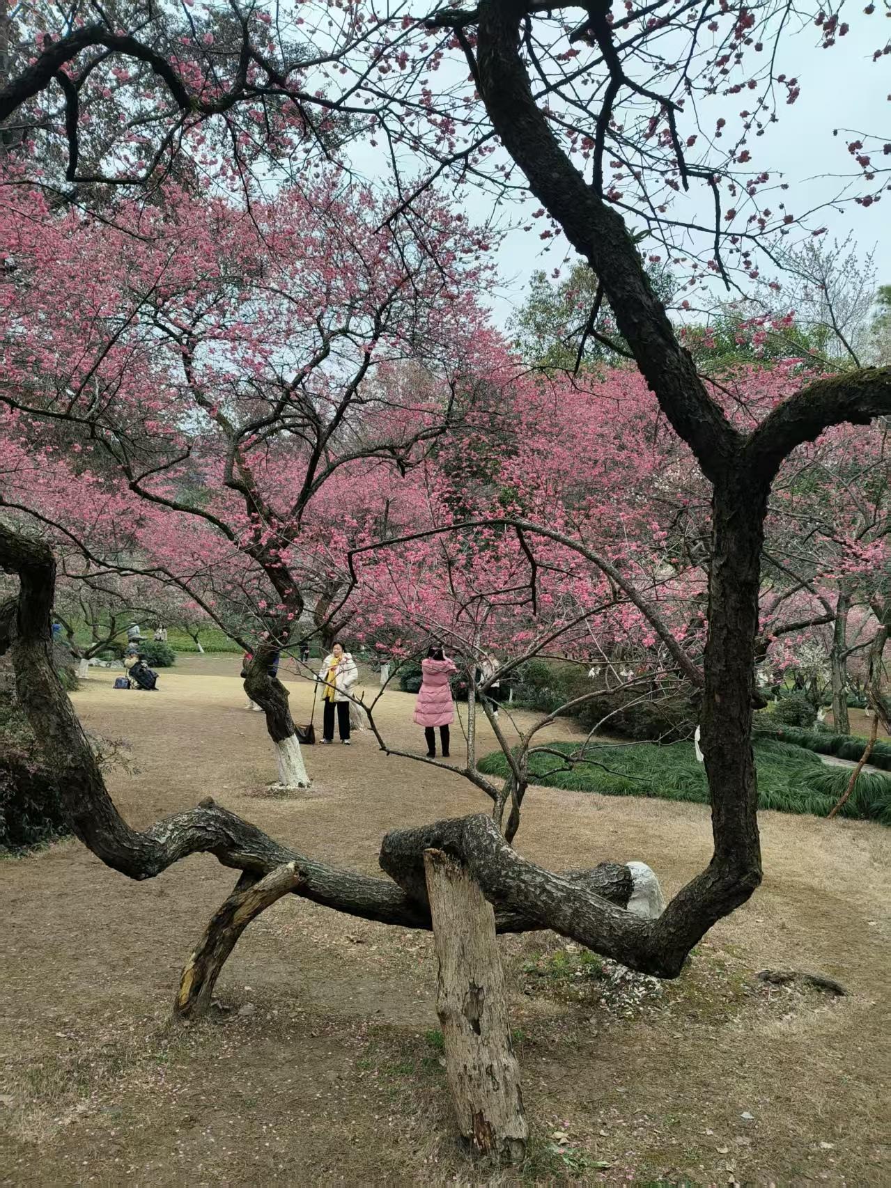 杭州植物园灵峰探梅景区藏着西湖边的绝美梅花盛景。它位于青芝坞西侧山谷，离闹市近，