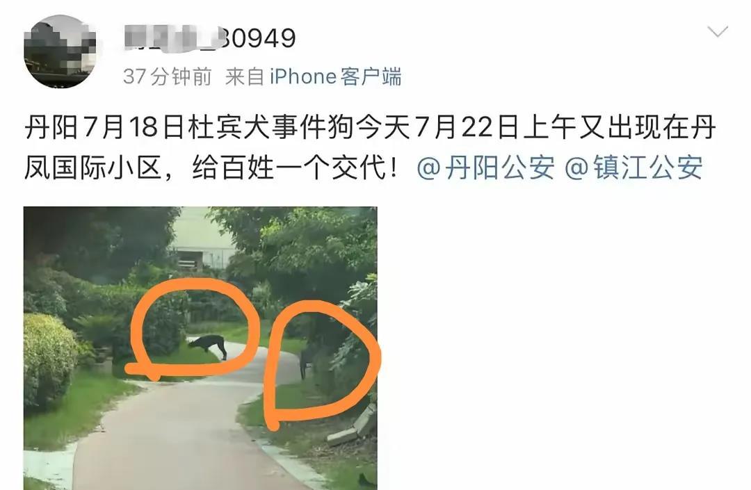 有网友爆料，著名的丹阳杜宾犬，22号竟然又公然出现在该小区的步行道上游荡
