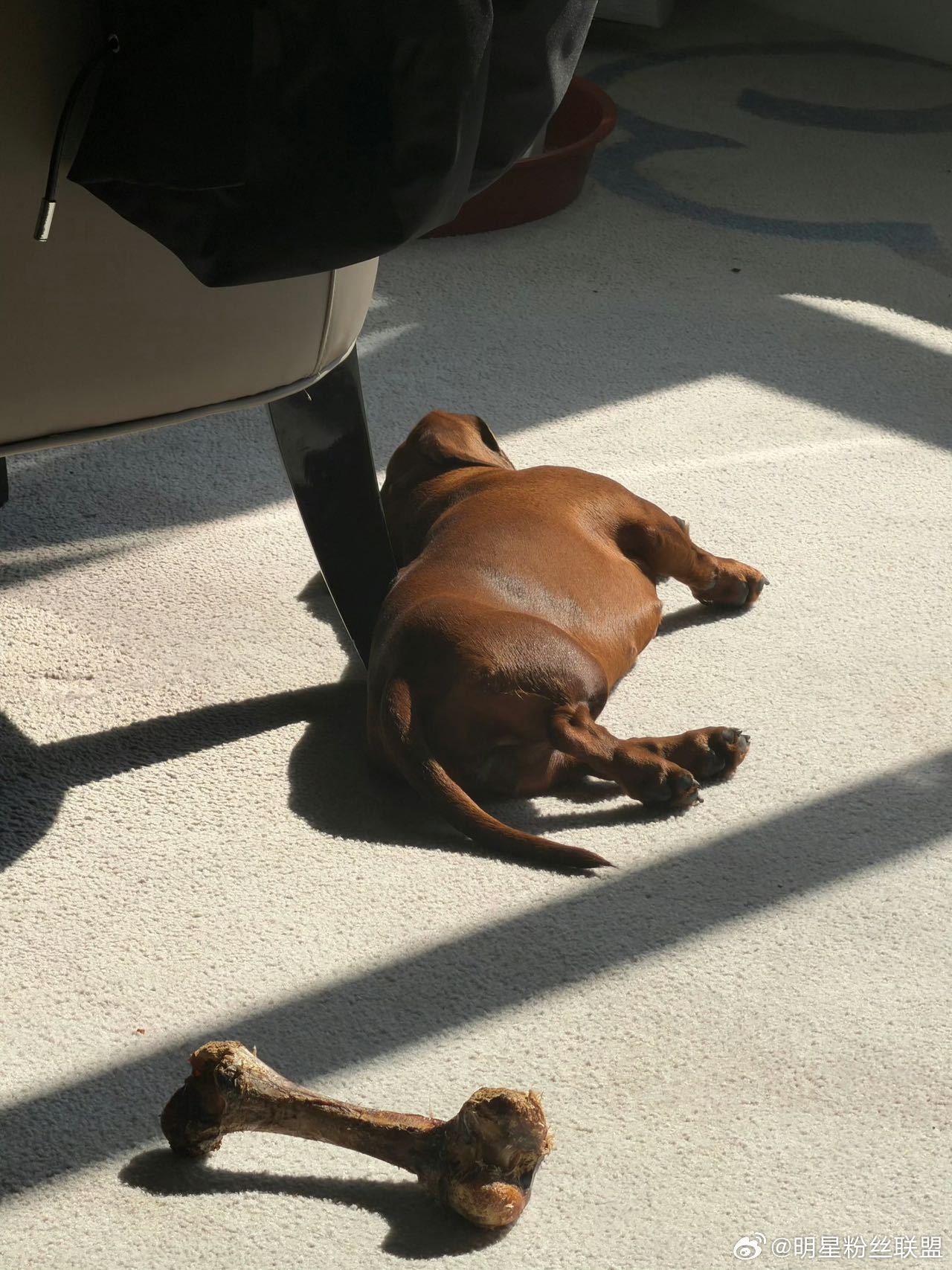 孙千写的小狗文学好有灵气孙千到底谁设计的小狗谁懂我一下，真的有被孙千的小狗文