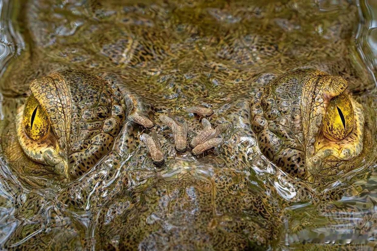 英国生态学会公布了年度“捕捉生态”摄影大赛的获奖者1月22日，