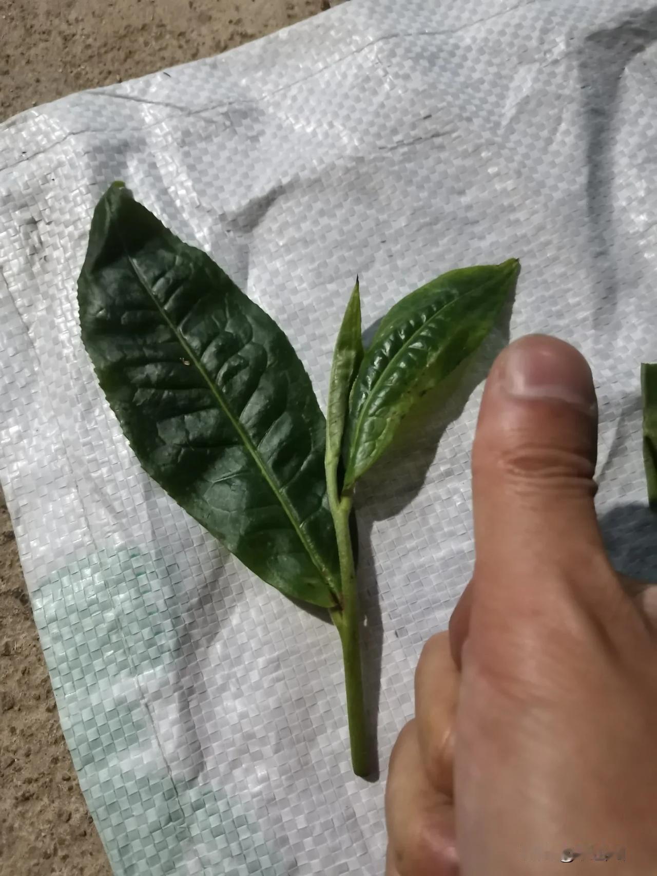古树茶要如何辨别呢?辨别古树茶可从外观、香气、滋味、叶底及耐泡性等多维度综合判
