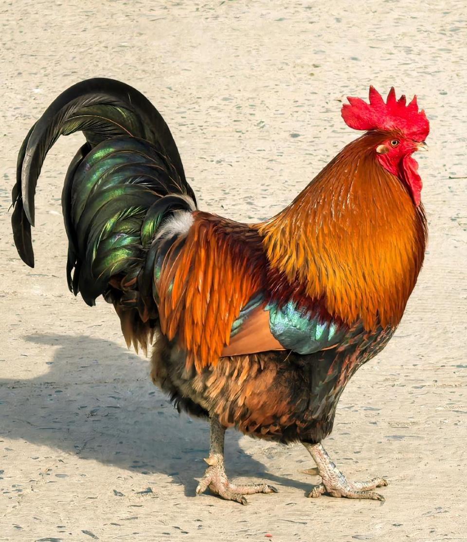 什么叫“一物降一物”？鸡，再明显不过了，大公鸡被称为“纯阳之体”，什么蜈蚣、蝎子