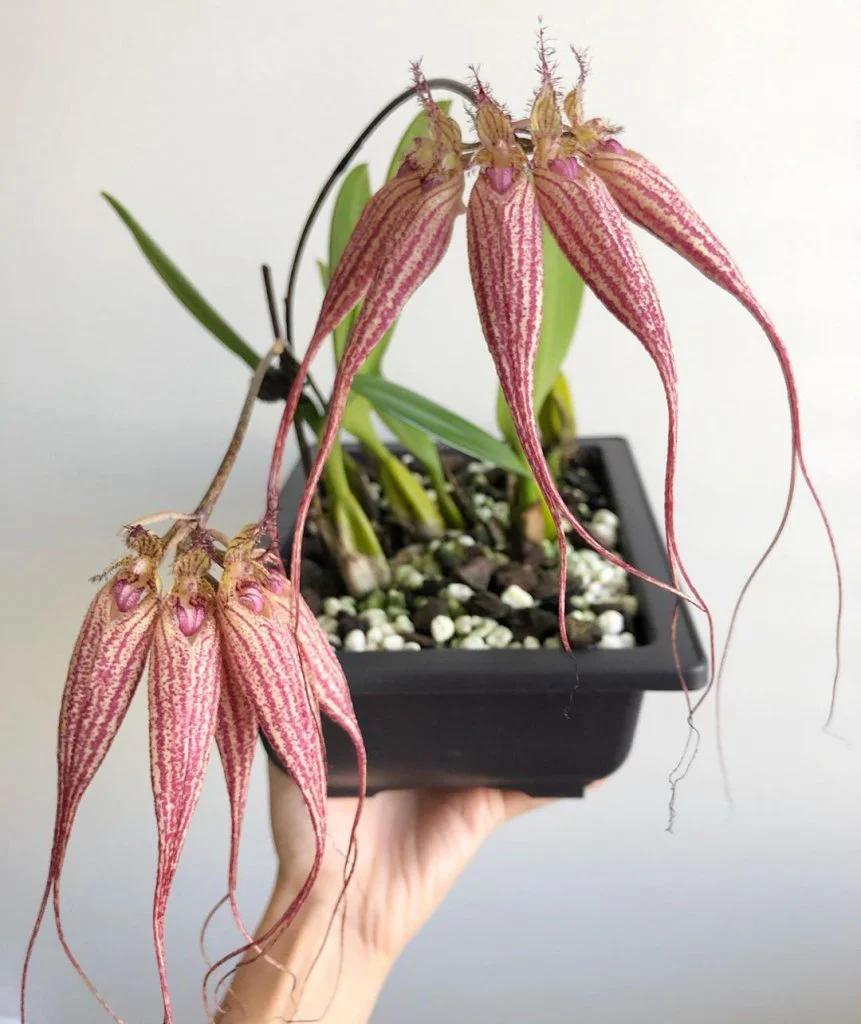 伊丽莎白石豆兰BulbophyllumElizabethAnn'Buck