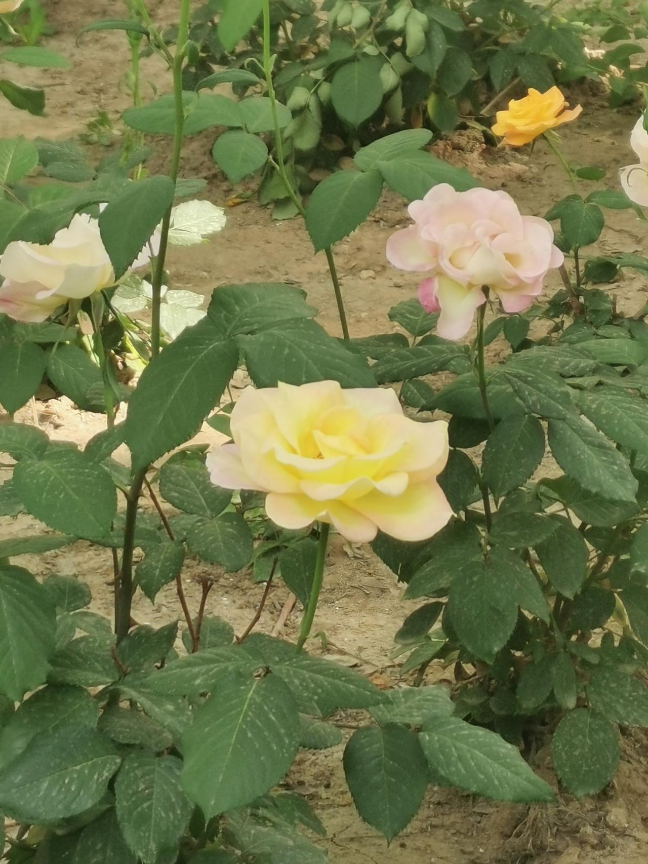 月季花开的季节。东环公园月季园里已经是繁花似锦。但是，像图中所示的品种着实不多见