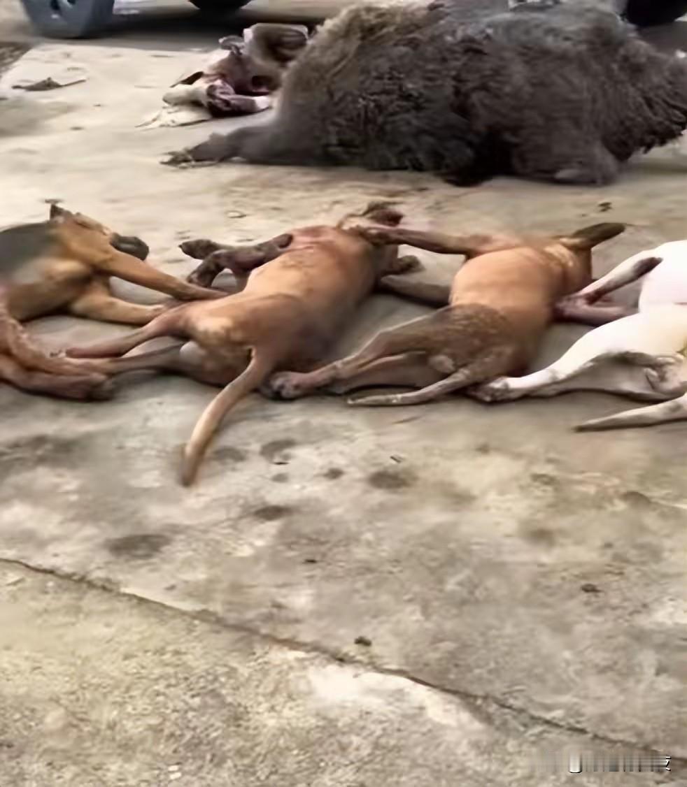 3. 甘肃护农队围捕400斤野猪王4条猎犬牺牲：甘肃天水西北山狼公益护农队应村