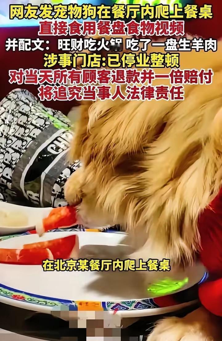 一盘羊肉几十万，小仙女纵容宠物狗上桌吃肉，餐厅损失严重，真想看看她会不会哭