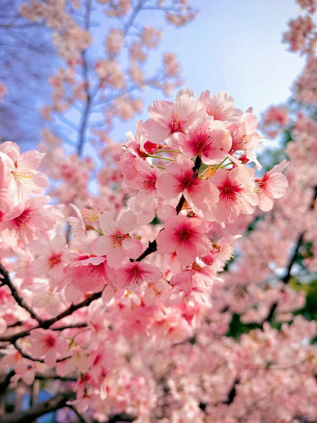 樱花🌸开了，确实美。随手拍出花的美记录身边的绝美春色相册里的春日美景照片