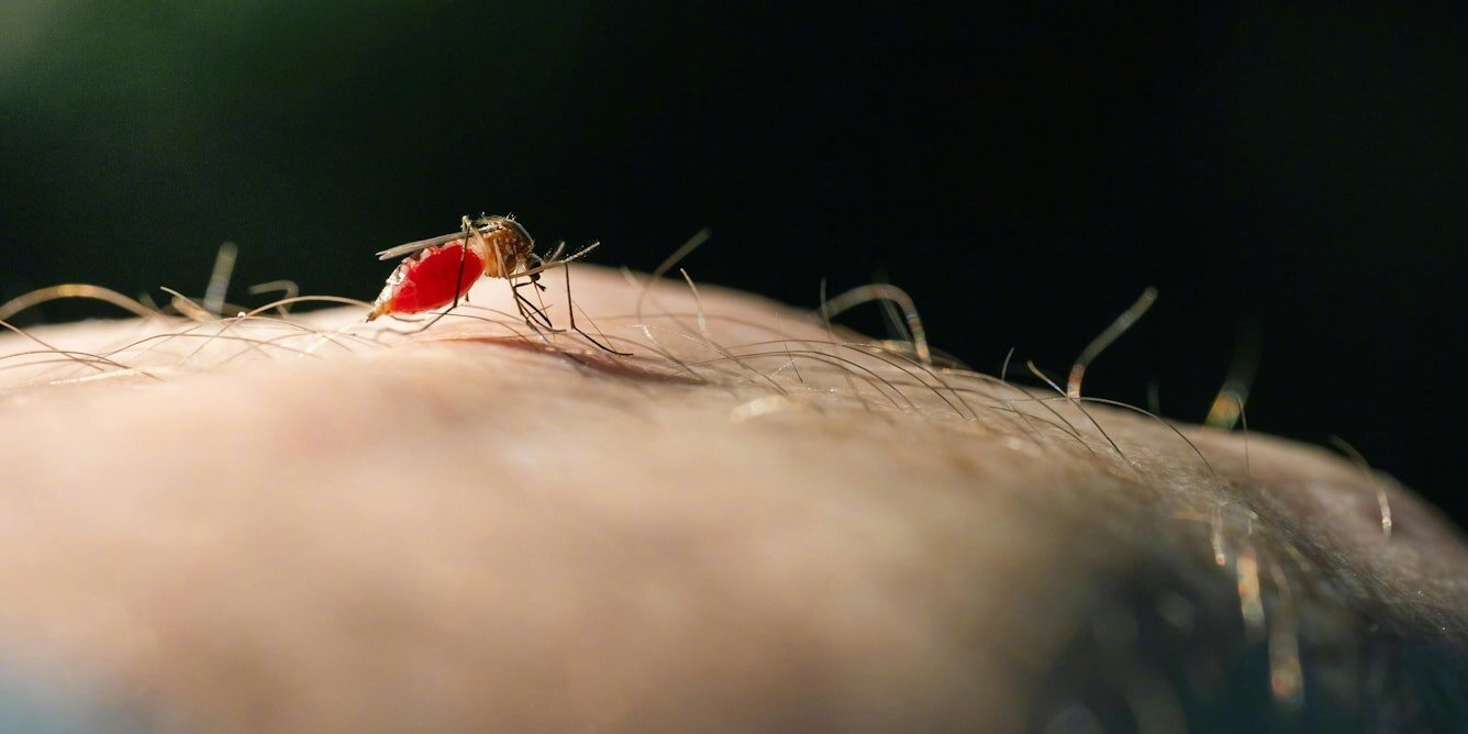 DEET，问世80多年的驱蚊王牌，可能正在教蚊子爱上它。法国图尔大学Claudi